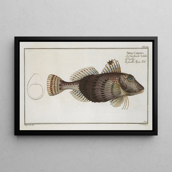 Marcus Elieser Bloch - Trigla Carolina The smaller FlyingFish.webp