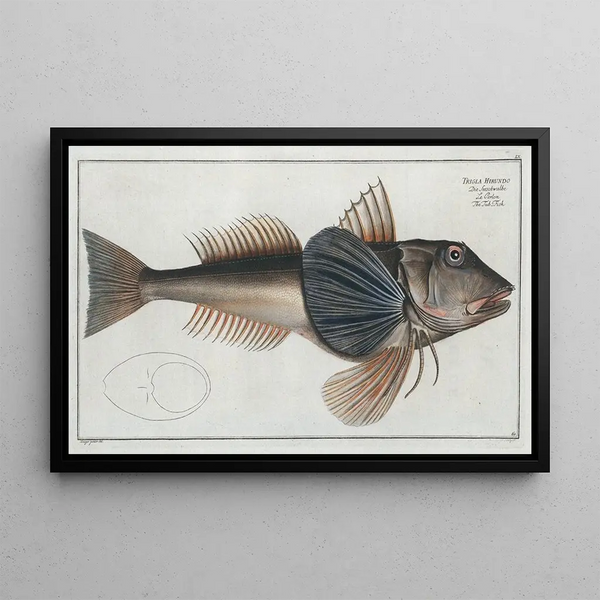 Marcus Elieser Bloch - Trigla Hirundo The TubFish.webp
