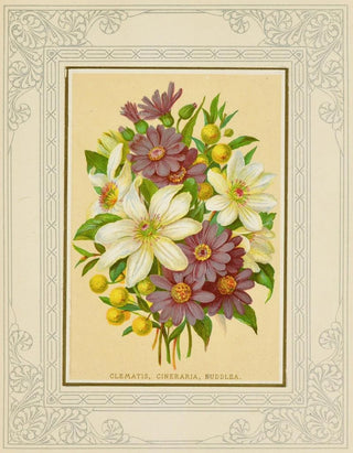 Marcus Ward Co - Clematis Cineraria Buddlea.webp