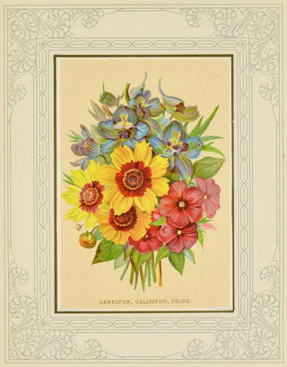Marcus Ward Co - Larkspur Calliopsis Phlox.webp