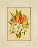 Tulip, daffodil - Marcus Ward & Co. — artwork view