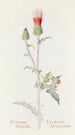 Chardon d'Arizona - Margaret Armstrong — weergave van het kunstwerk