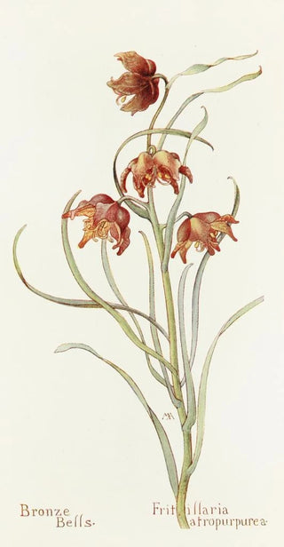 Margaret Armstrong - Bronze Bells.webp