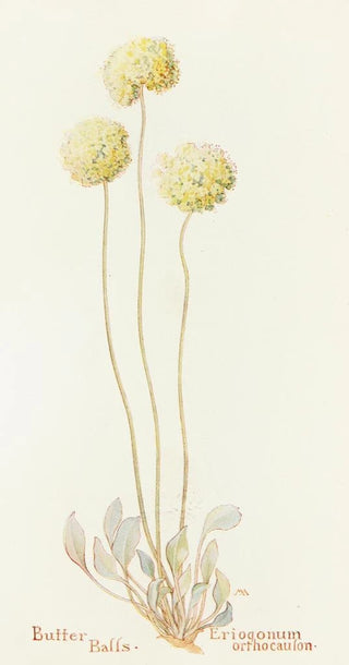 Margaret Armstrong - Butter Balls.webp