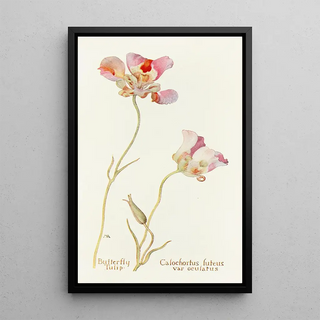 Margaret Armstrong - Butterfly Tulip.webp