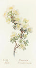 Rose des falaises - Margaret Armstrong — artwork view