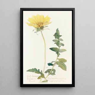 Margaret Armstrong - Cutleaved BalsamRoot.webp