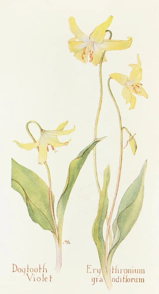 Margaret Armstrong - Dogtooth Violet.webp