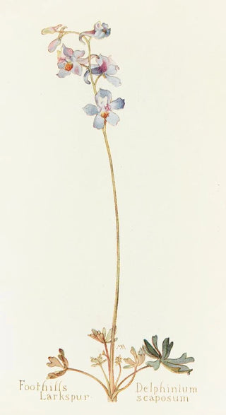 Margaret Armstrong - Foothills Larkspur.webp