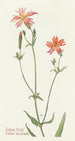 India rose - Margaret Armstrong — weergave van het kunstwerk