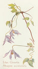 Clematis lila - Margaret Armstrong — weergave van het kunstwerk