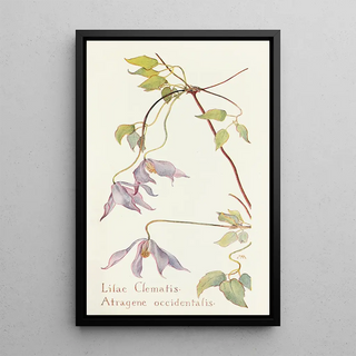 Margaret Armstrong - Lilac Clematis.webp