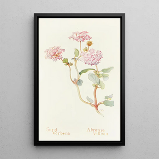 Margaret Armstrong - SandVerbena.webp