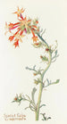 Gilia écarlate - Margaret Armstrong — weergave van het kunstwerk