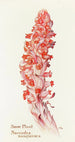 Plante des neiges - Margaret Armstrong — weergave van het kunstwerk