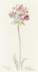 Sage Thistle - Margaret Armstrong — artwork view