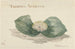 Bloem Massonia Africana - Maria Geertruida Barbiers-Snabili — weergave van het kunstwerk