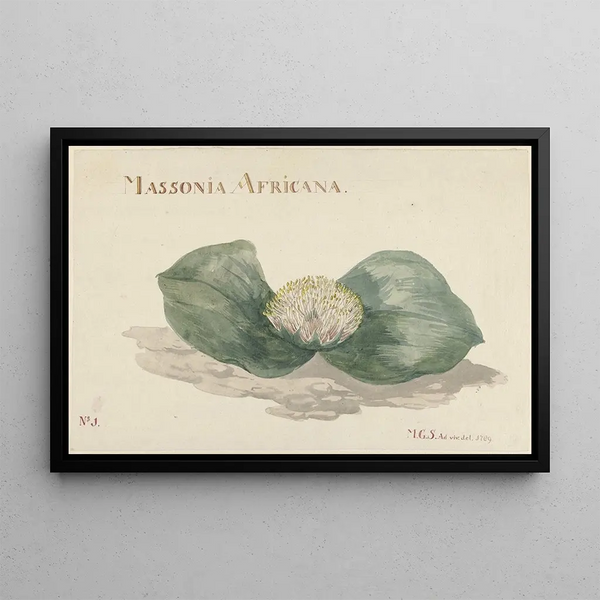 Maria Geertruida BarbiersSnabili - Bloem Massonia Africana.webp
