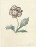 Studie van bloemen - Maria Margaretha van Os — weergave van het kunstwerk