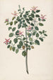 Studie van een rood-paars bloeiende plant Sebastiana africana purpurea - Maria Moninckx — weergave van het kunstwerk