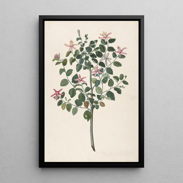 Study of a red-purple flowering plant Sebastiana africana purpurea - Maria Moninckx — framed artwork on a wall