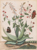 van de vlinders, een slang en een schildpad rond een bloeiende agave - Maria Moninckx — weergave van het kunstwerk