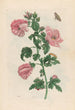 Althéa - Maria Sibylla Merian — artwork view