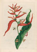 Ballia - Maria Sibylla Merian — artwork view