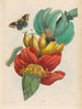 Banaan - Maria Sibylla Merian — weergave van het kunstwerk