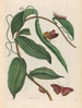 Vanille - Maria Sibylla Merian — weergave van het kunstwerk
