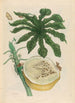 Carica papaya - Maria Sibylla Merian — artwork view