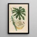 Carica papaya - Maria Sibylla Merian — framed artwork on a wall