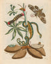 Manioc - Maria Sibylla Merian — weergave van het kunstwerk