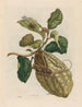 Citroenbomen - Maria Sibylla Merian — weergave van het kunstwerk