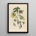Cotonier - Maria Sibylla Merian — framed artwork on a wall