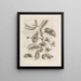 De wonderbaarlijke transformatie van de rups en het vreemde voedsel voor bloemen Pl. 005 - Maria Sibylla Merian — ingelijst kunstwerk aan de muur