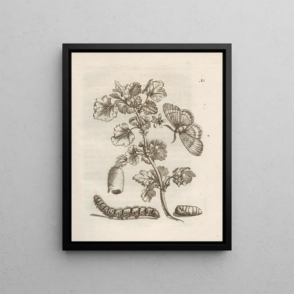 Maria Sibylla Merian - Der Raupen wunderbare Verwandelung und sonderbare BlumenNahrung Pl011.webp