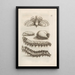 La merveilleuse transformation des chenilles et leur étrange nourriture florale Pl018 - Maria Sibylla Merian — framed artwork on a wall