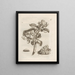 De wonderbaarlijke transformatie van de rupsen en het vreemde voedsel voor bloemen Pl. 019 - Maria Sibylla Merian — ingelijst kunstwerk aan de muur