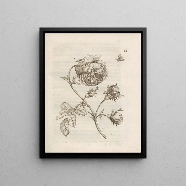 Maria Sibylla Merian - Der Raupen wunderbare Verwandelung und sonderbare BlumenNahrung Pl025.webp