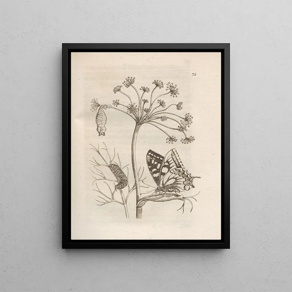 Maria Sibylla Merian - Der Raupen wunderbare Verwandelung und sonderbare BlumenNahrung Pl039.webp