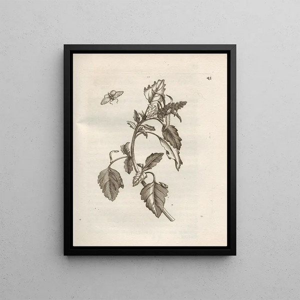Maria Sibylla Merian - Der Raupen wunderbare Verwandelung und sonderbare BlumenNahrung Pl042.webp