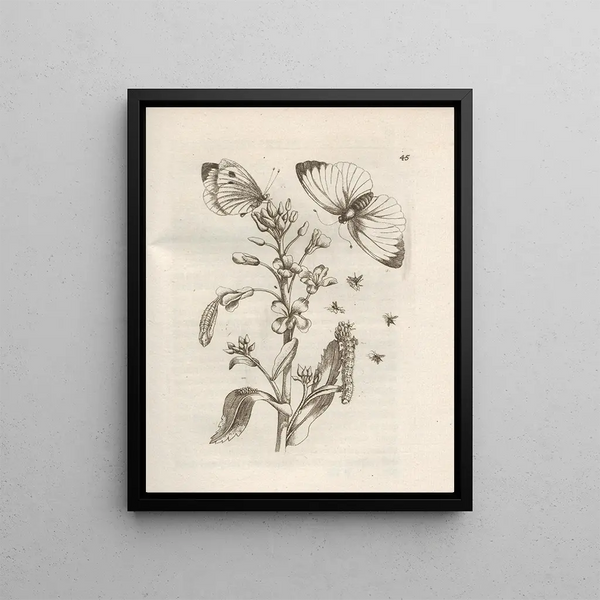 Maria Sibylla Merian - Der Raupen wunderbare Verwandelung und sonderbare BlumenNahrung Pl046.webp