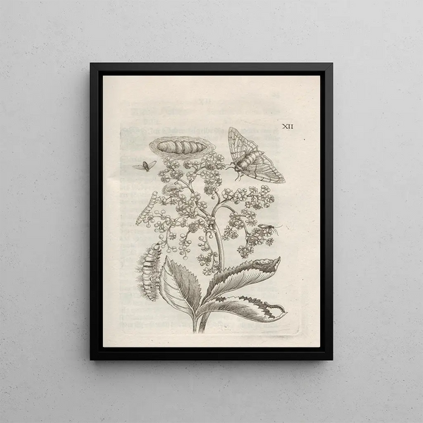 Maria Sibylla Merian - Der Raupen wunderbare Verwandelung und sonderbare BlumenNahrung Pl063.webp