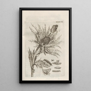 Maria Sibylla Merian - Der Raupen wunderbare Verwandelung und sonderbare BlumenNahrung Pl089.webp