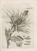 La merveilleuse transformation des chenilles et leur étrange nourriture florale Pl089 - Maria Sibylla Merian — artwork view