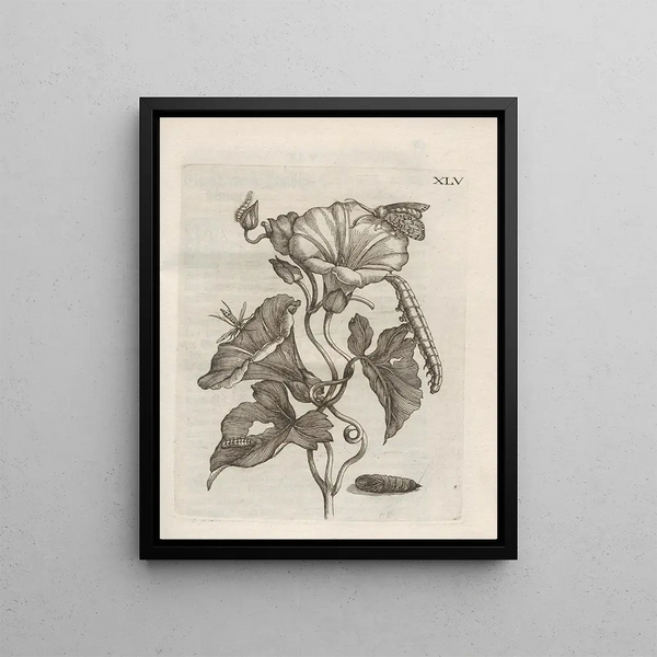 Maria Sibylla Merian - Der Raupen wunderbare Verwandelung und sonderbare BlumenNahrung Pl096.webp