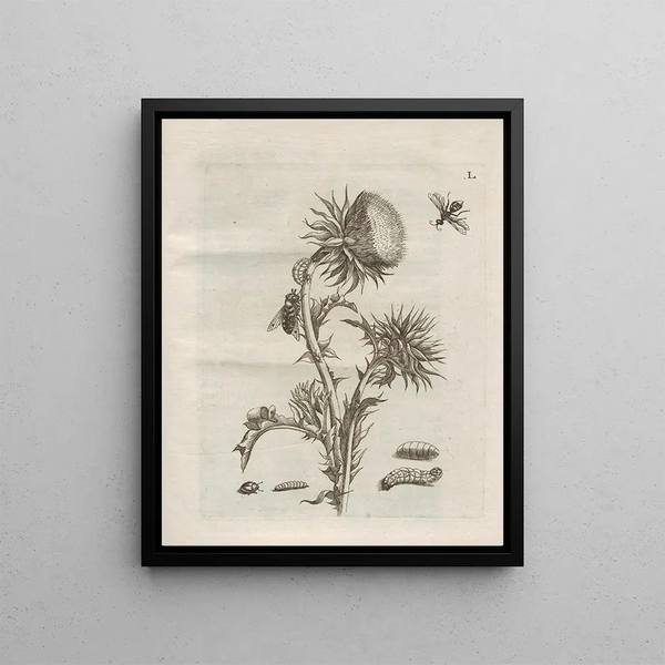 Maria Sibylla Merian - Der Raupen wunderbare Verwandelung und sonderbare BlumenNahrung Pl101.webp