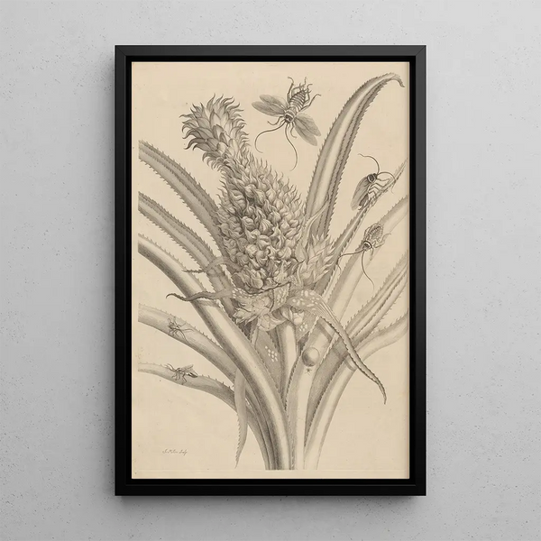 Maria Sibylla Merian - Dissertatio de generatione et metamorphosibus insectorum surinamensium Pl01.webp