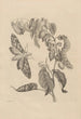 Dissertation sur la génération et les métamorphoses des insectes du Surinam Pl03 - Maria Sibylla Merian — weergave van het kunstwerk